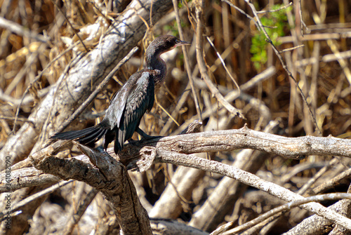 Kormoran am Ufer des Okavanga River in Botswana photo