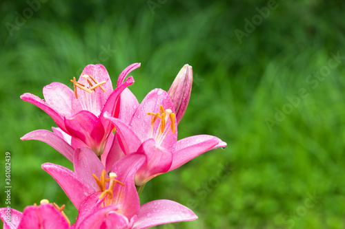 雨上がりの百合の花