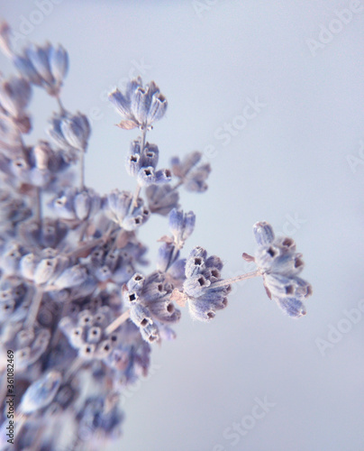 Bouquet of violet lilac purple lavender flowers as a greeting card, gift card, frame, border. Minimal background concept, cpoy space.