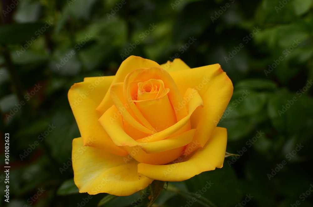 yellow rose on green background yellow rose on green background