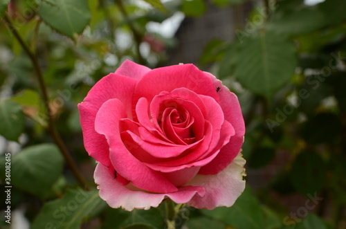 pink rose in garden