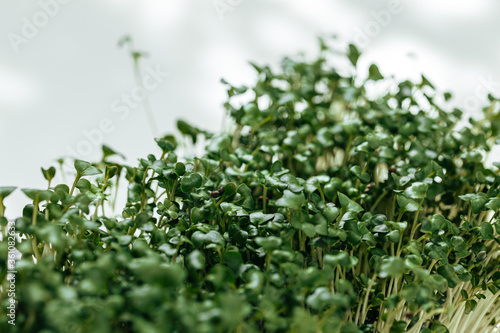 Micro green close up. Healthy food concept