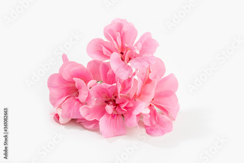 Pink geranium flower isolated on white background
