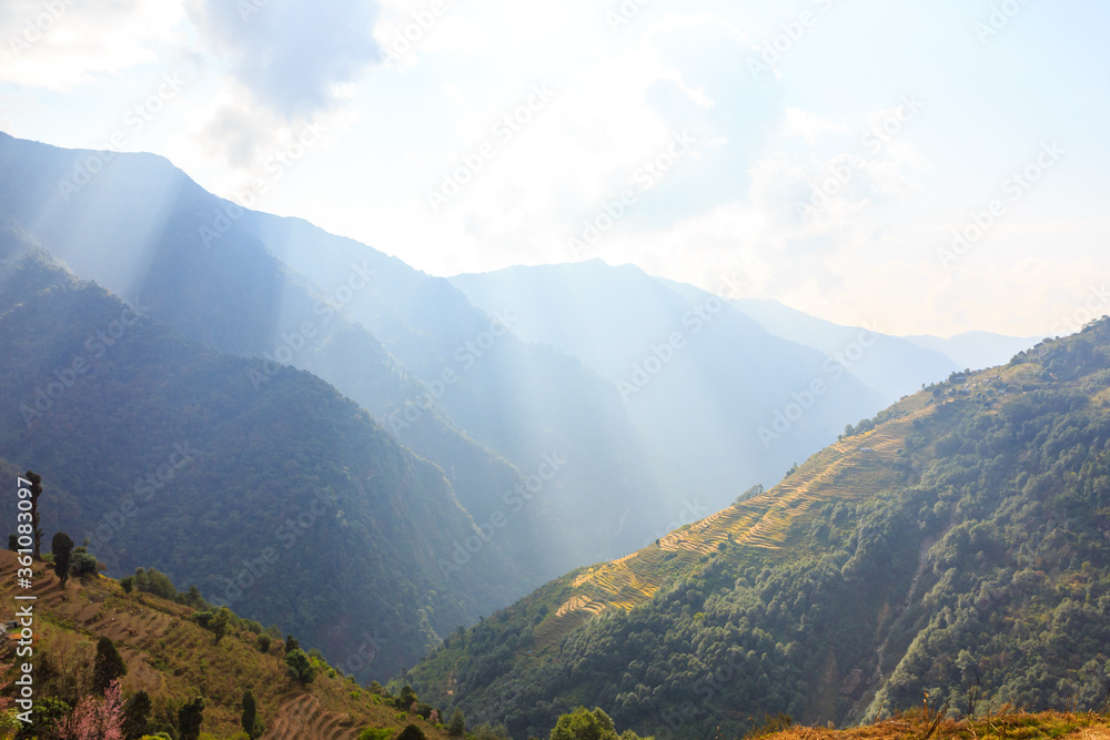 Fototapeta premium Rice fields on terraces in Himalaya, Nepal, Annapurna Conservation Area. Rural landscapes.