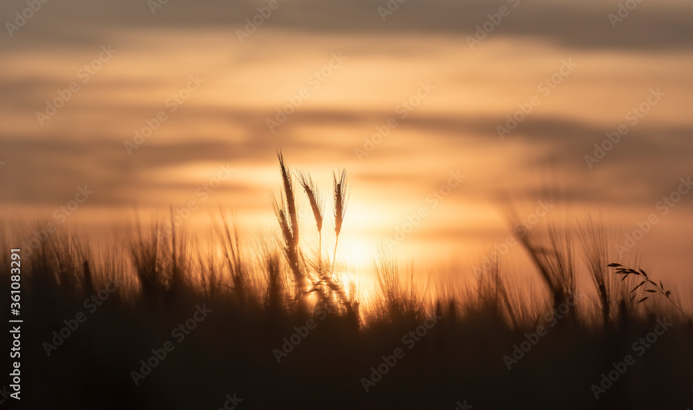 the sun is setting behind the ears of wheat