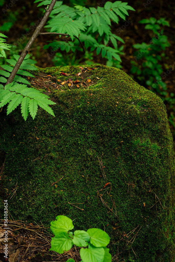 Obraz premium Stone in the moss on a background of green leaves