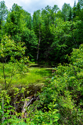 Fototapeta Naklejka Na Ścianę i Meble -  Nice little pond in summer in Quebec, Canada