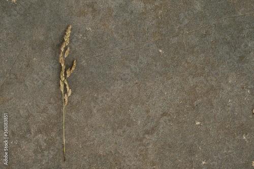 Yellow plant on the background of the texture of stone covered with sand