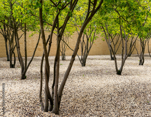 abstract art view of the trees and city park in the city center of Vaduz in Liechtenstein photo