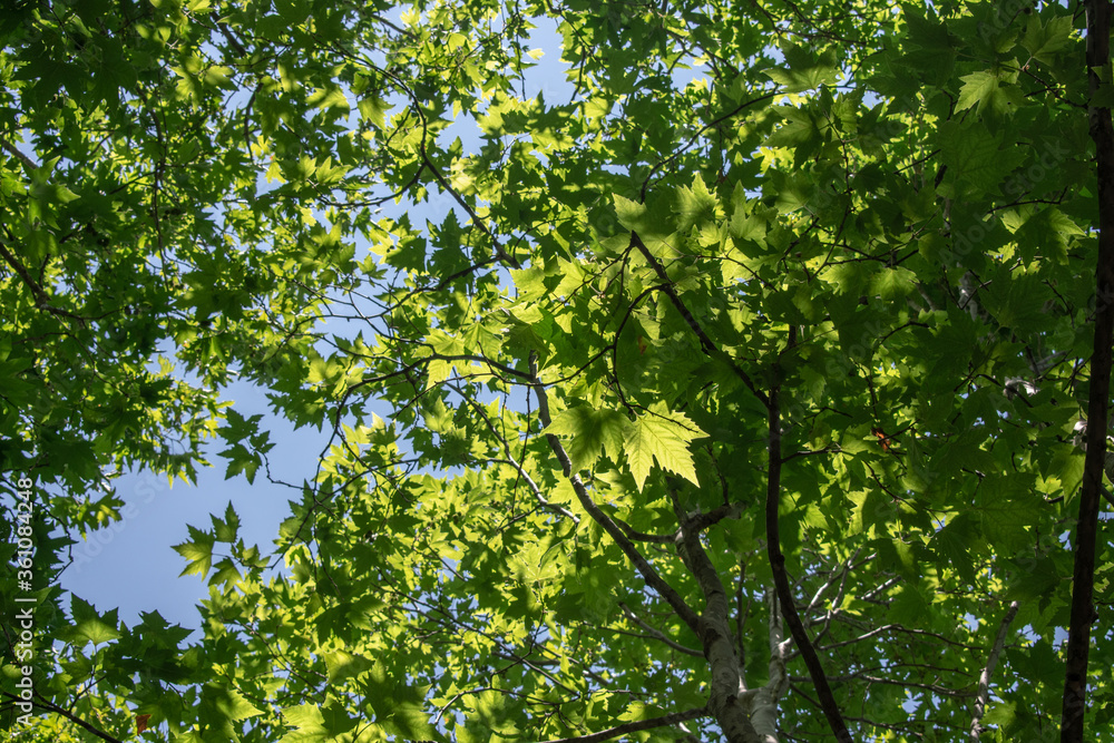 Maple trees top in bright sunlight Maple trees top in bright sunlight