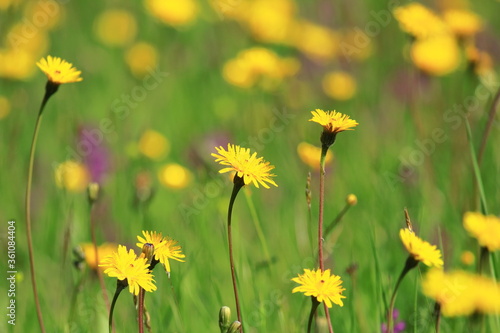 Dandelion flowers on meadow