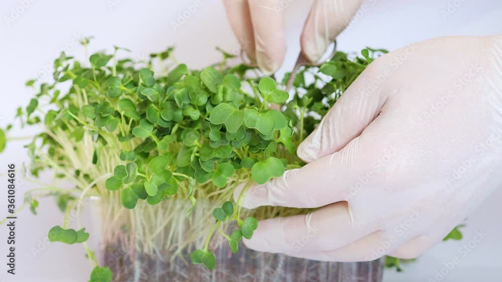 Cropped view of man with scissors cutting microgreens isolated on white Cropped view of man with scissors cutting microgreens isolated on white