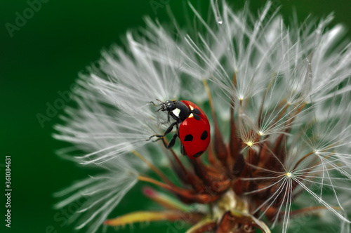 Beautiful Ladybug on dandelion defocused background © blackdiamond67