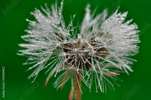 Dandelion seeds close up blowing in green background