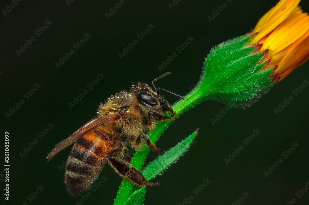 Beautiful Bee macro in green nature Beautiful Bee macro in green nature