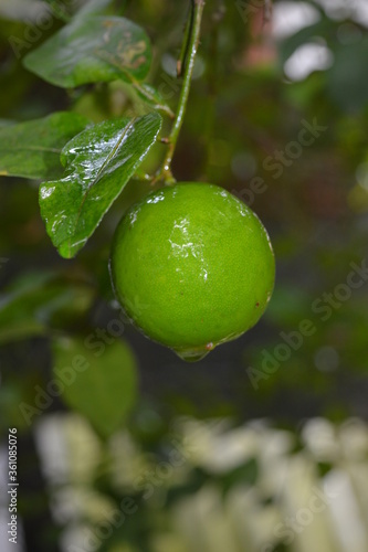 lime on the tree
