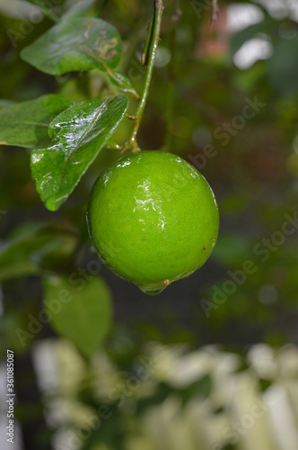 lime on a branch