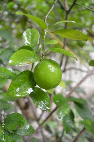Wallpaper Mural lime on tree Torontodigital.ca