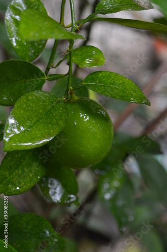 lemon on tree