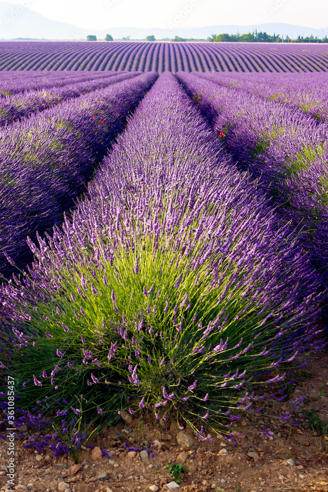 Champ de lavande en fleur sur le plateau de Valensole en Provence