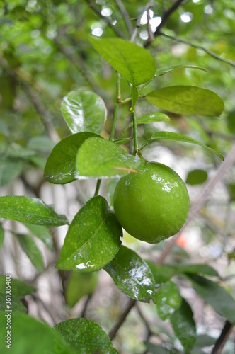 green lime on tree