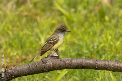 Great crested flycatcher on the state park