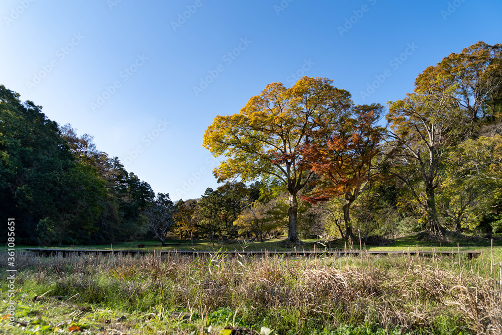 Obraz premium trees are on the field of a countryside of Chiba prefecture, JAPAN.