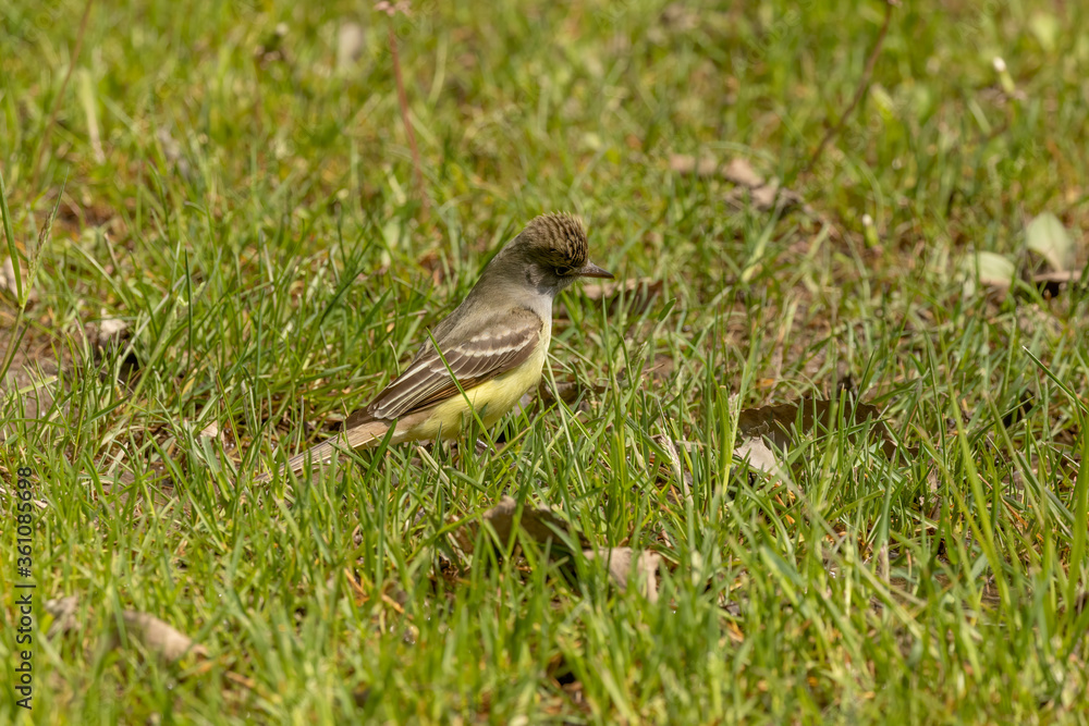 Great crested flycatcher on the state park Great crested flycatcher on the state park