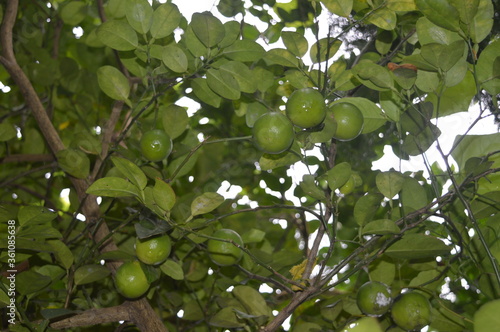 green lemons on tree