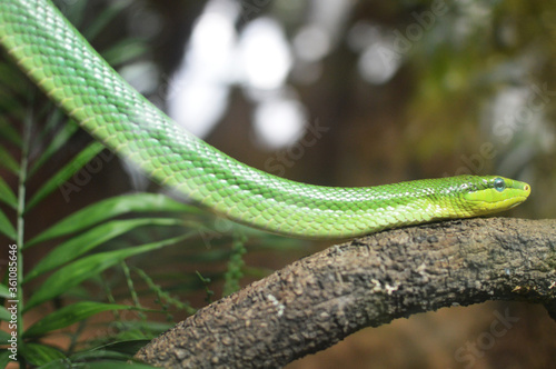 Green Snake On Tree Branch