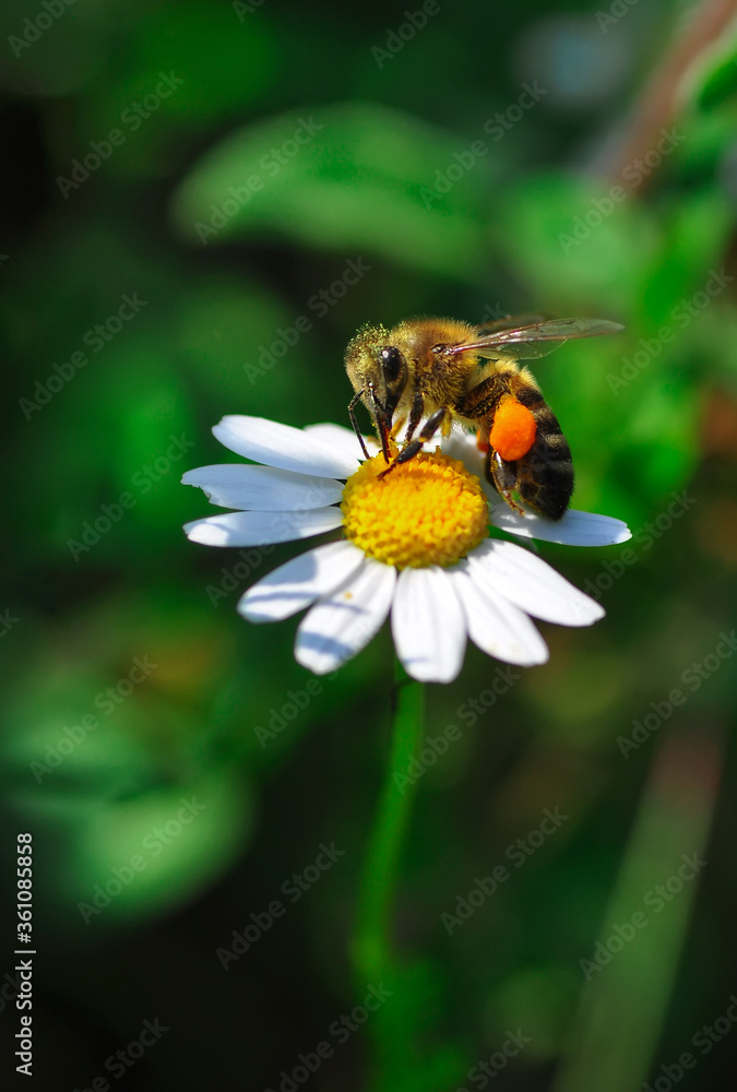 Beautiful Bee macro in green nature Beautiful Bee macro in green nature