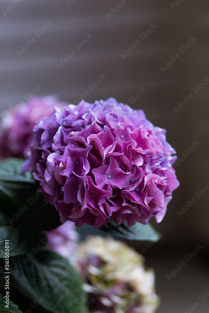 Purple hydrangea flower in garden Purple hydrangea flower in garden