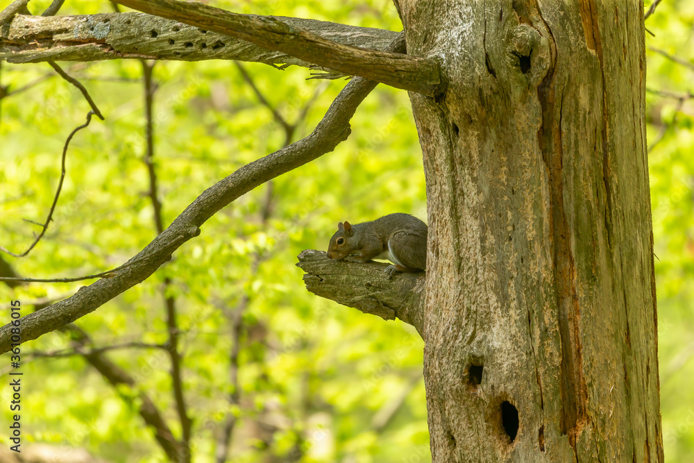 Eastern gray squirrel, known as the grey squirrel is native animal to eastern North America Eastern gray squirrel, known as the grey squirrel is native animal to eastern North America