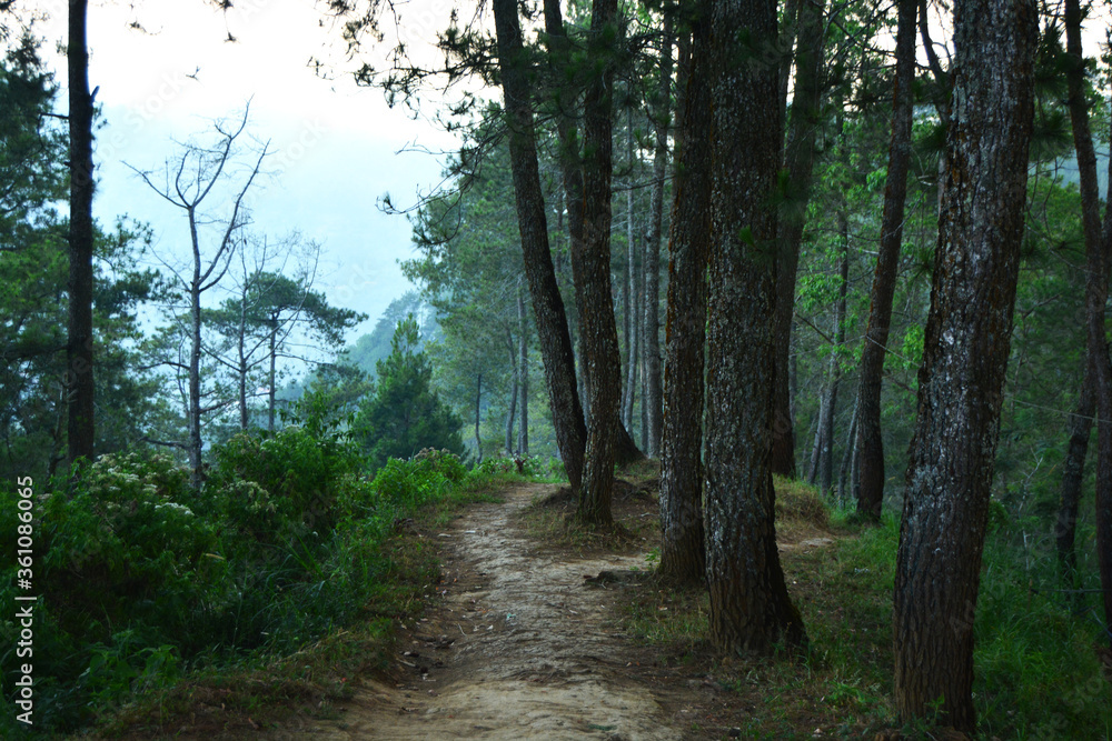 Fototapeta premium path in the woods