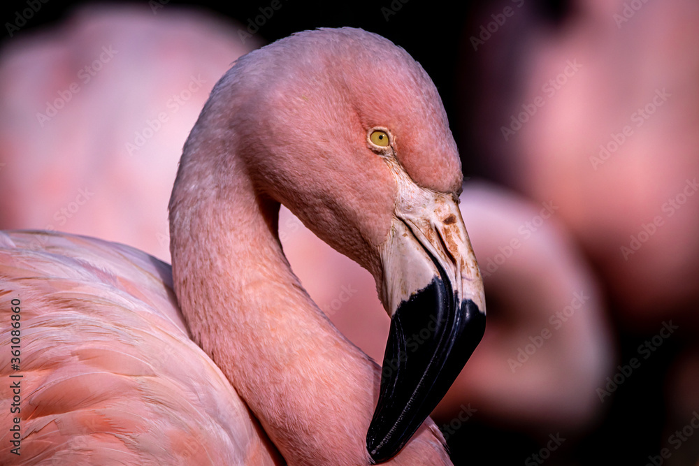 Fototapeta premium Flamingo pink background