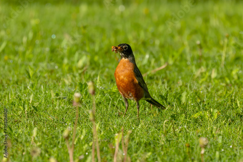 American robin brings worms and earthworms to the young
