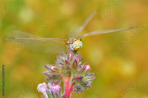 Macro shots, showing of eyes dragonfly and wings detail. Beautiful dragonfly in the nature habitat.