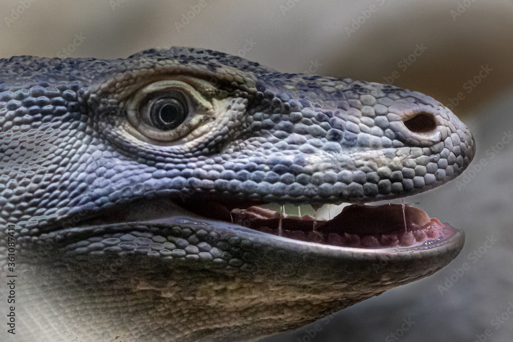Komodo dragon with his mouth open Komodo dragon with his mouth open