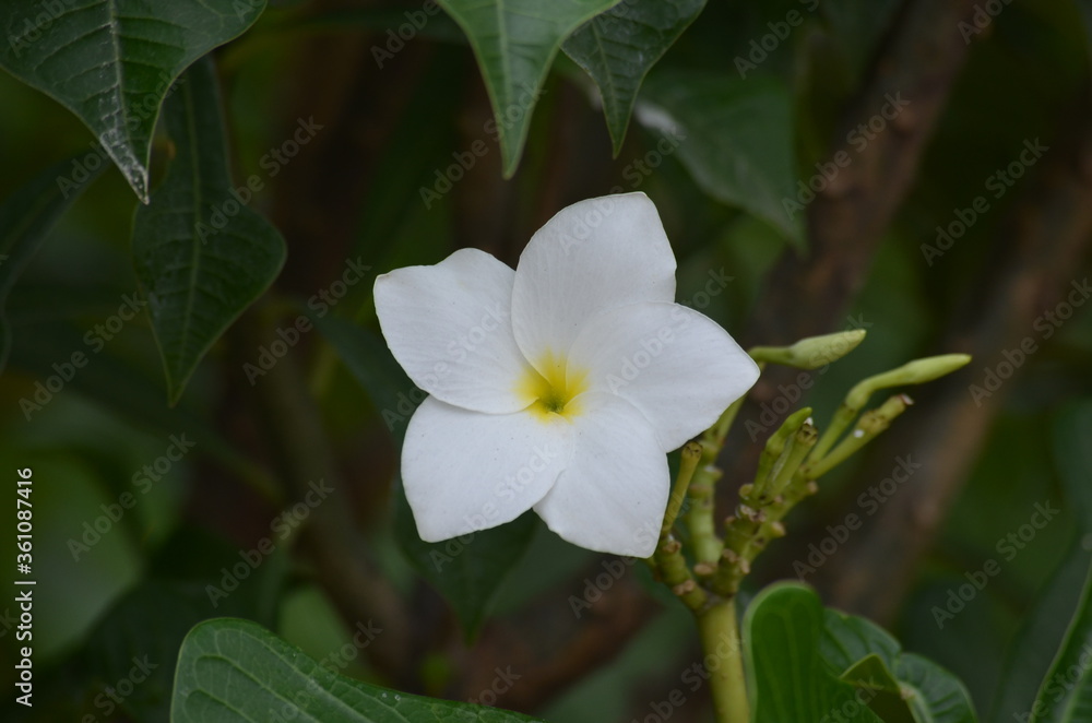 White flower White flower