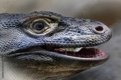 Komodo dragon with his mouth open