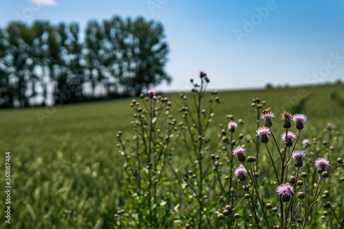 Beautiful flowers and grain fields with bees and insects