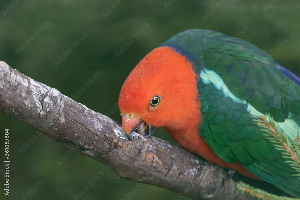 Male Australian King Parrot he stands on a branch and licks it. (Alisterus Scapularis) They feed on fruits and seeds gathered from trees or on the ground.