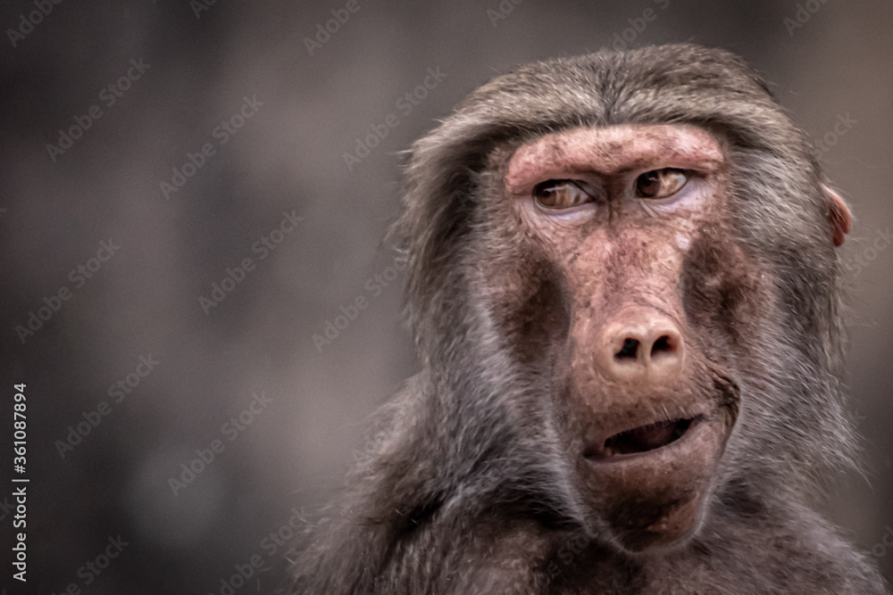 A funny portrait of a Baboon A funny portrait of a Baboon
