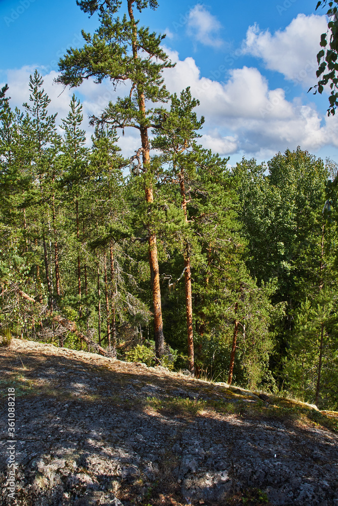 Fototapeta premium Forest hilly landscape.Deciduous and coniferous forest in which grass grows. The forest is located on the hills. Visible stones, roots, needles on the ground, ravines. The sun shines through the branc