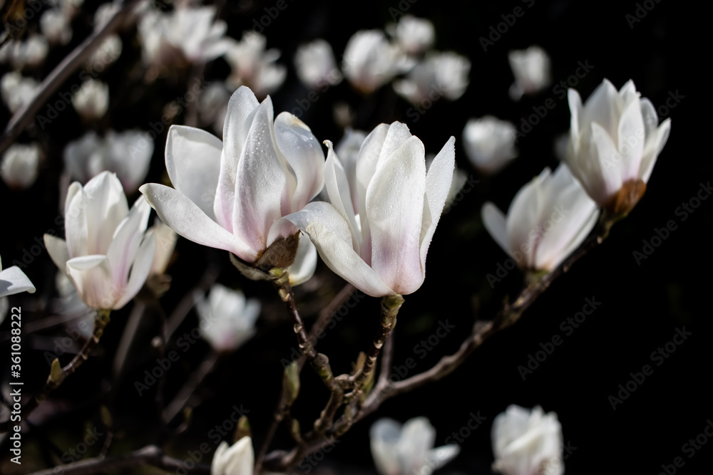 białe magnolie na gałązce w tajemniczym ogrodzie na czarnym tle