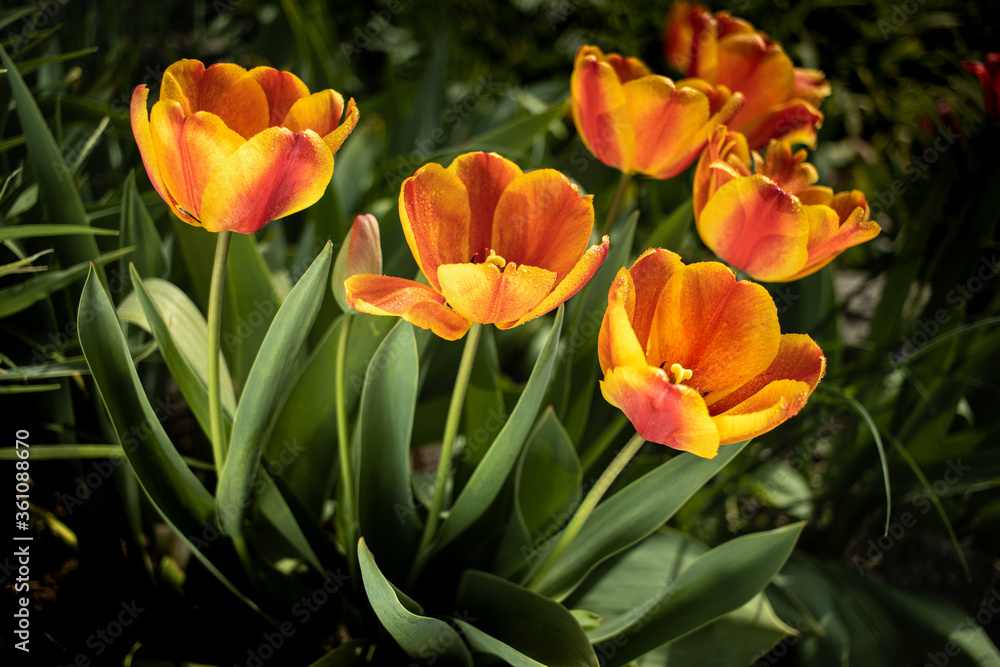 kwitnące pomarańczowe tulipany w ogrodzie na rabacie słońce