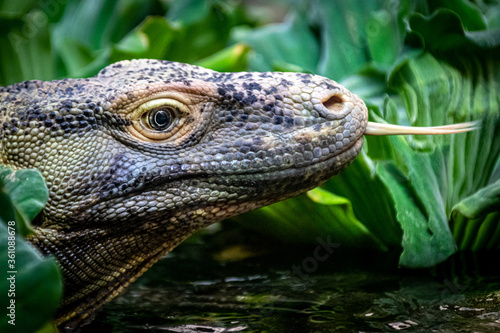 A closeup of a komodo dragon with its tongue extended