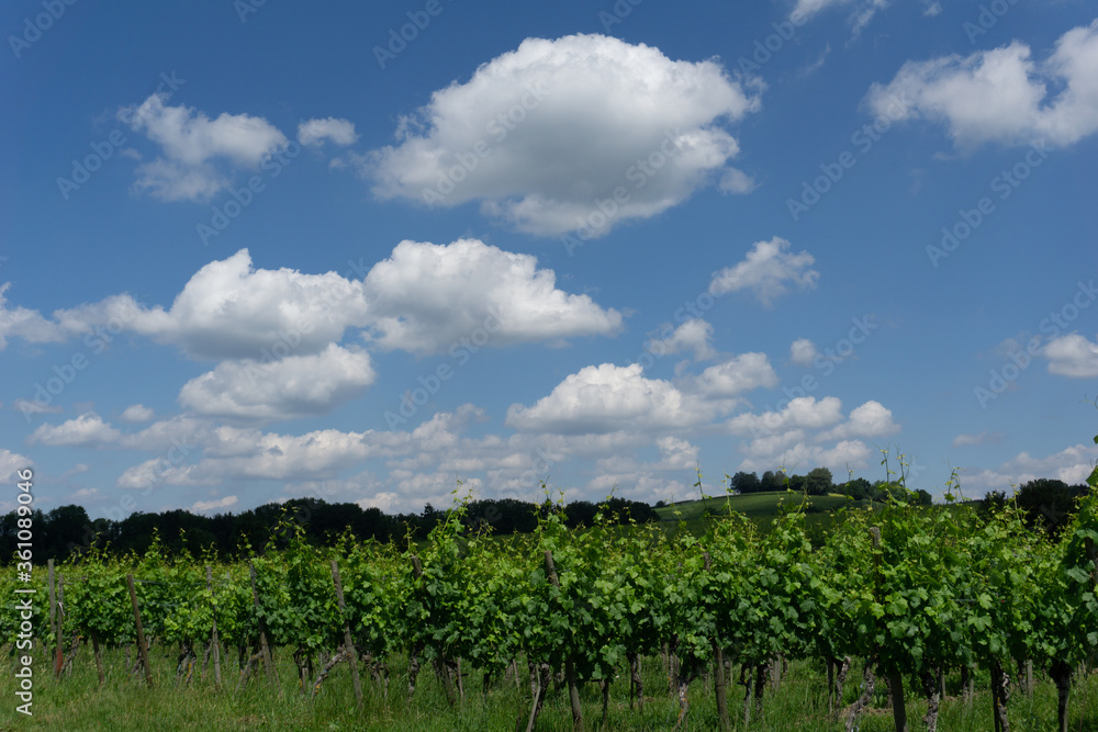 Obraz premium rows of green grapevines in a vineyard under a blue sky with white cumulus clouds