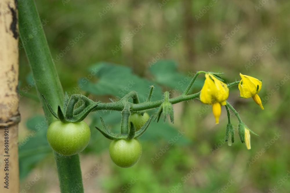 Obraz premium ミニトマトの花と若い実