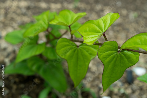 山芋の苗